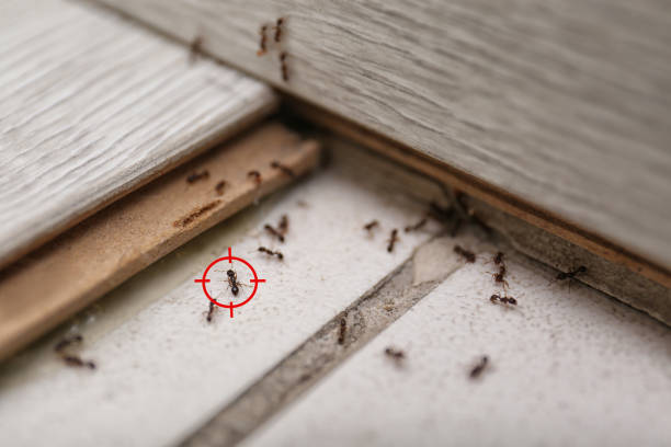Best Ant Control Services  in Lincolnshire, IL
